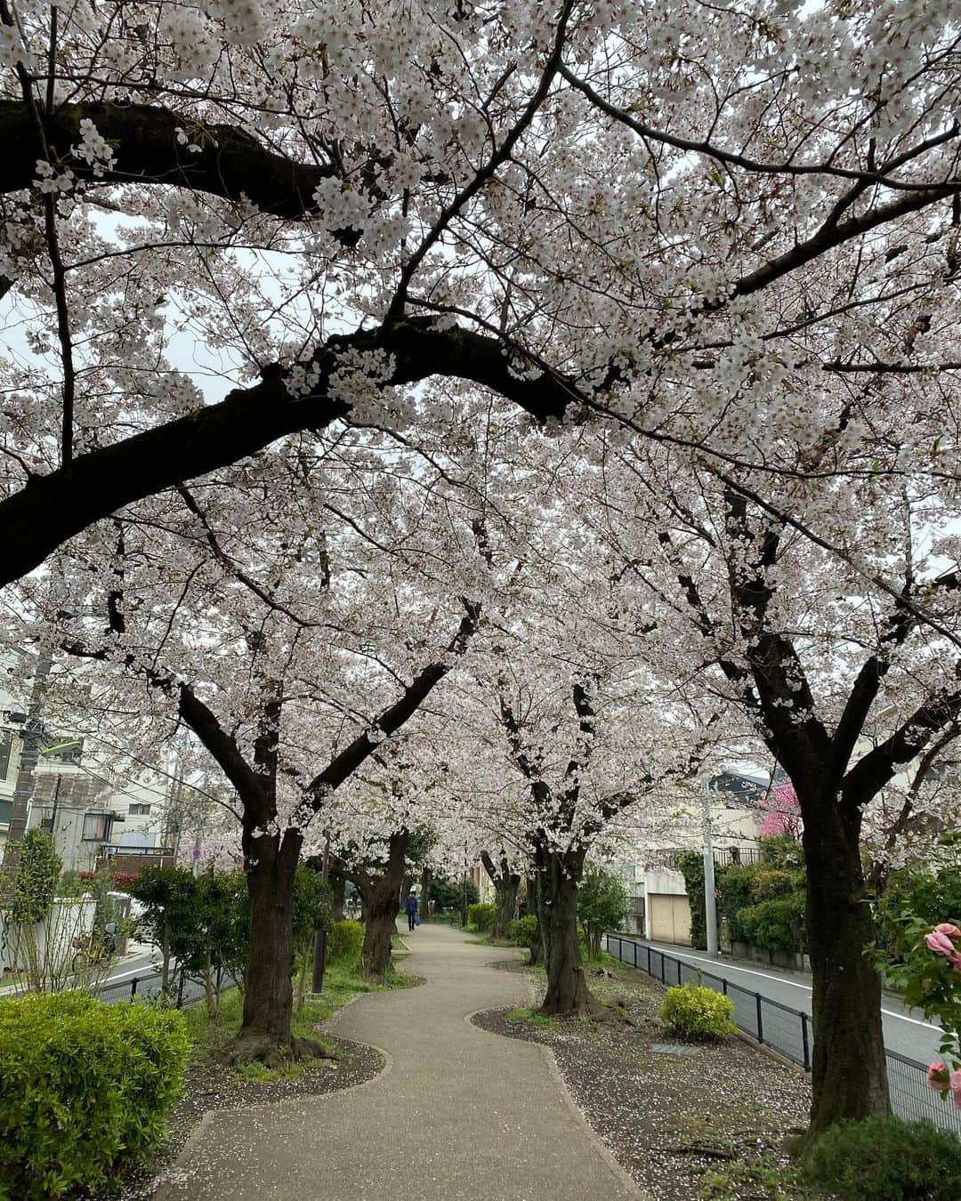 浅田信一さんのインスタグラム写真 - (浅田信一Instagram)「🌸🏃🏻‍♂️🌸 いつものコースを7kmランニング🏃🏻‍♂️ 3月はトータル66km走った💦 それなりにがんばったと思うよ🤗」3月31日 17時54分 - asada_shinichi