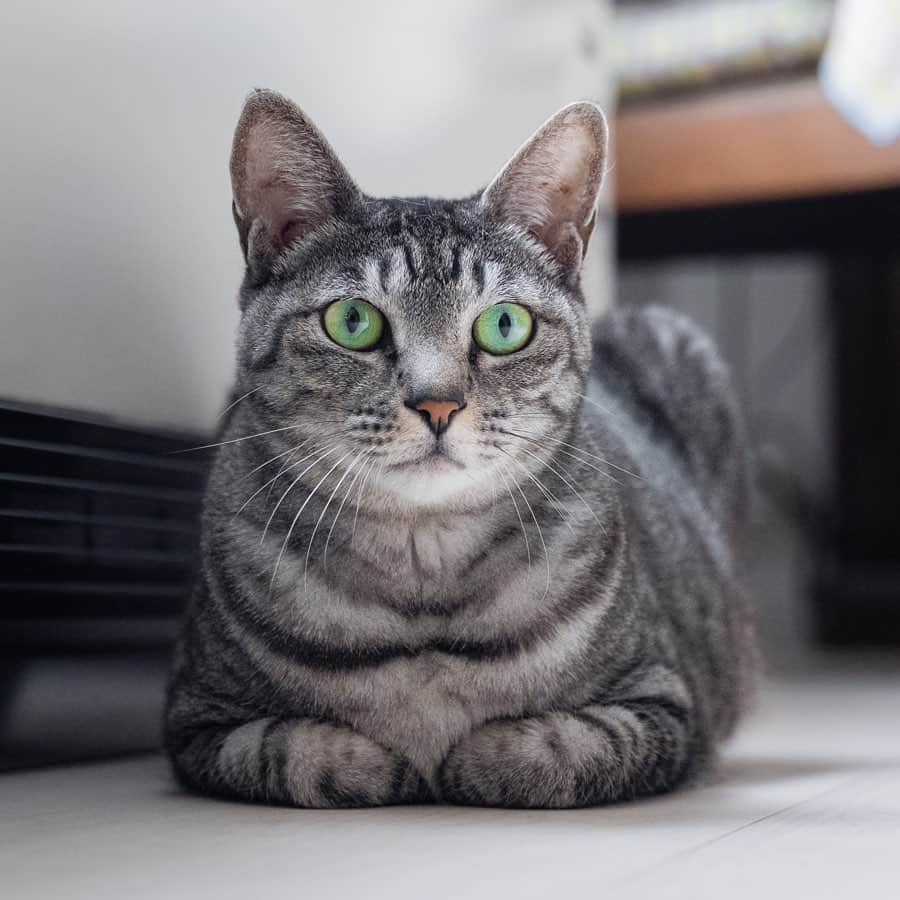 マアルのインスタグラム：「よもぎさん #🐈 #北海道 #旭川市 #ペットシッター」