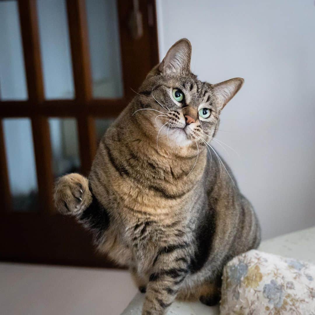 マアルのインスタグラム：「あられさん #🐈 #北海道 #旭川市 #ペットシッター」