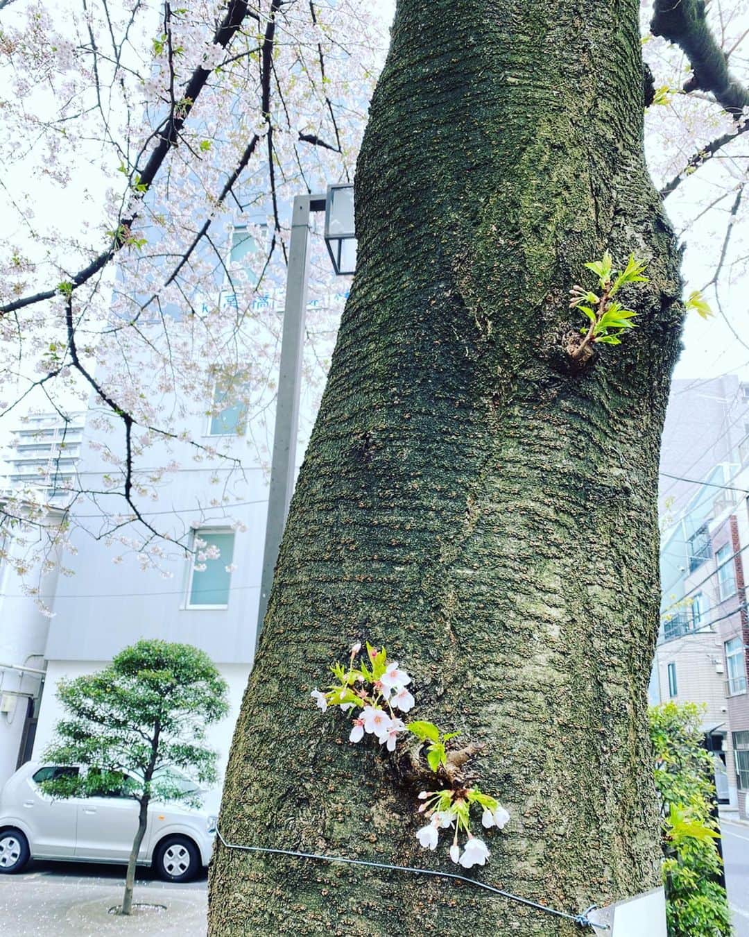 川田御早希さんのインスタグラム写真 - (川田御早希Instagram)「近所の桜に癒されて  #桜に癒される #桜 #花を愛でる #引き寄せ #上機嫌 #いい気分 #今幸せでいよう  #今を楽しむ」3月31日 18時19分 - misaki_kawada
