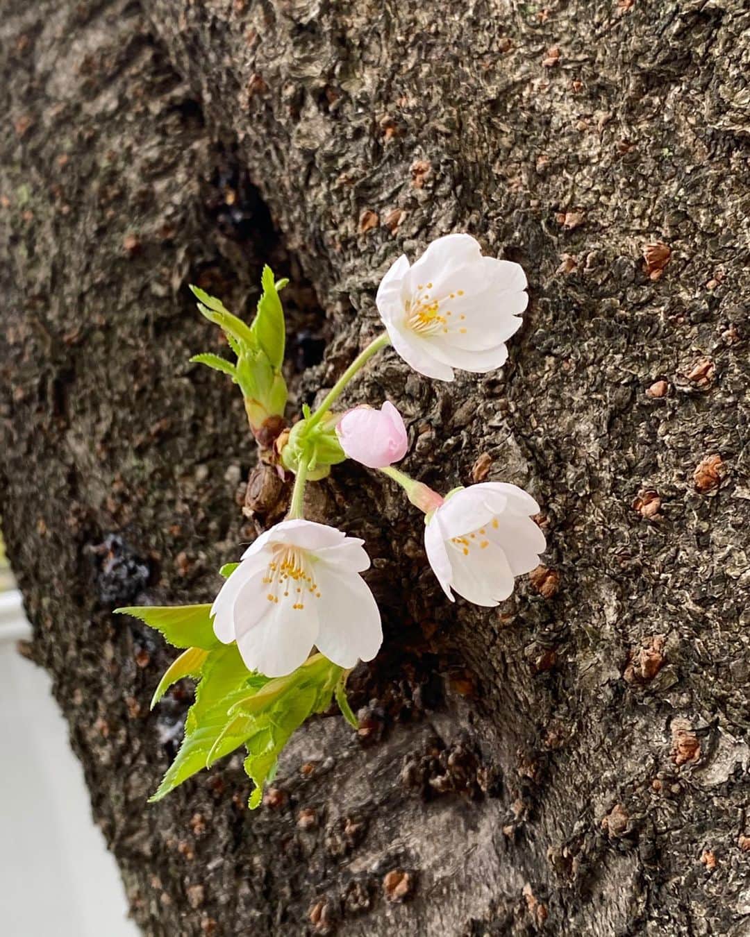 川田御早希さんのインスタグラム写真 - (川田御早希Instagram)「近所の桜に癒されて  #桜に癒される #桜 #花を愛でる #引き寄せ #上機嫌 #いい気分 #今幸せでいよう  #今を楽しむ」3月31日 18時19分 - misaki_kawada