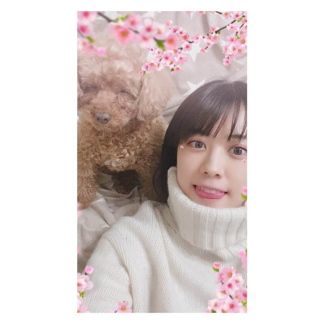 福田沙紀さんのインスタグラム写真 - (福田沙紀Instagram)「桜見に行くかわりにアプリでと思って 撮ろうと苦戦。  撮れた！と思ったら目を瞑ってるし。  おーい。おーい。言いながら撮ってます😂😂 #最後の写真#カメラ見ればいいんでしょって言う顔可愛すぎる#撮るので私必死なのに」3月31日 18時19分 - sakifukuda_official