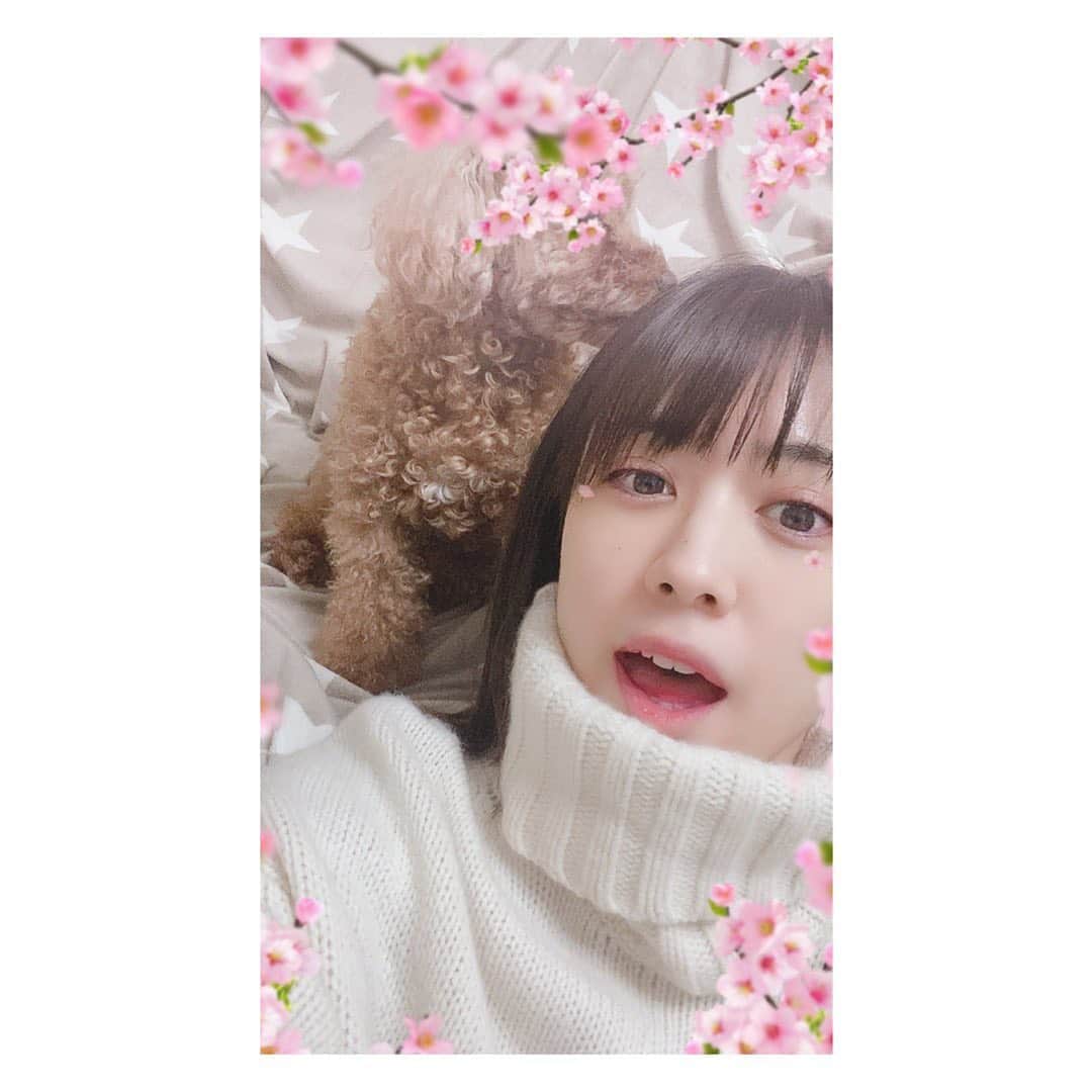 福田沙紀さんのインスタグラム写真 - (福田沙紀Instagram)「桜見に行くかわりにアプリでと思って 撮ろうと苦戦。  撮れた！と思ったら目を瞑ってるし。  おーい。おーい。言いながら撮ってます😂😂 #最後の写真#カメラ見ればいいんでしょって言う顔可愛すぎる#撮るので私必死なのに」3月31日 18時19分 - sakifukuda_official