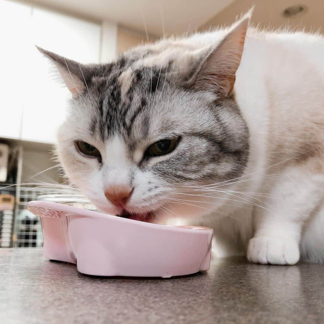 Natsukiさんのインスタグラム写真 - (NatsukiInstagram)「パクパクもぐもぐ(*ΦωΦ*) しーちゃんがご飯食べてると、安心する。その一方、ダイエットしなきゃねぇ。って思うのよねwww  #cat #scottishfold  #猫のいる暮らし  #腎不全」3月31日 18時32分 - milky517