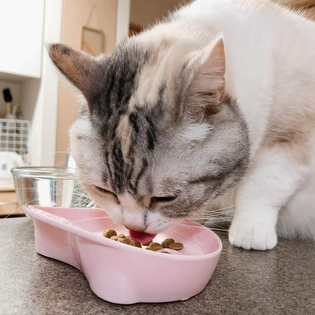 Natsukiのインスタグラム：「パクパクもぐもぐ(*ΦωΦ*) しーちゃんがご飯食べてると、安心する。その一方、ダイエットしなきゃねぇ。って思うのよねwww  #cat #scottishfold  #猫のいる暮らし  #腎不全」