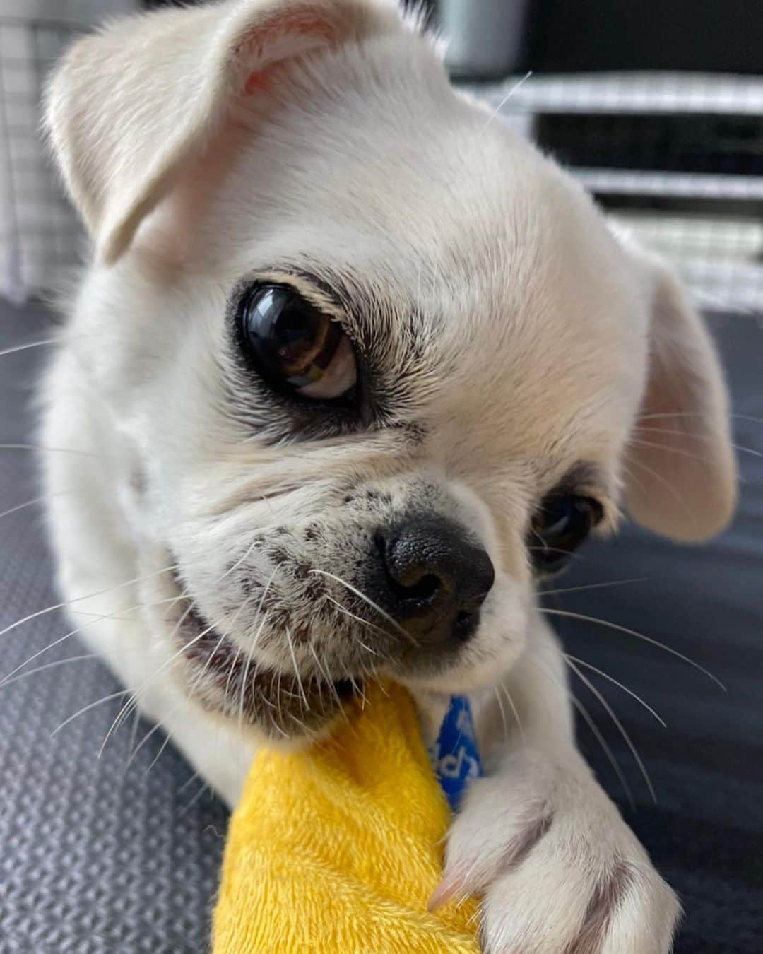 増山朝陽さんのインスタグラム写真 - (増山朝陽Instagram)「たまらんなあ〜 バナナ好き🍌🍌 かわいすぎるけん こっちでも投稿 #stayhome  #家にいよう #愛犬と遊ぼう #最高の1枚を求めて  #シャッターをきろう」3月31日 18時36分 - asahi_ihasa