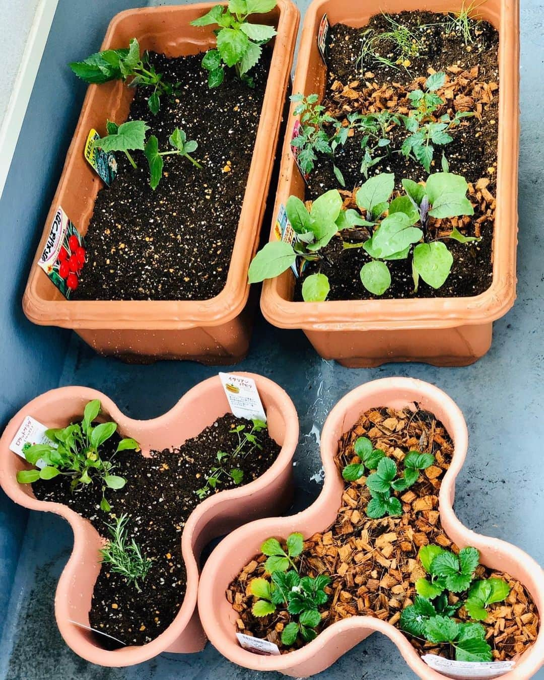 関本賢太郎さんのインスタグラム写真 - (関本賢太郎Instagram)「初めての家庭菜園はじめました👩‍🌾 ネギにトマト🍅にナス🍆シソ、胡瓜🥒、苺🍓 ハーブ🌿などなど収穫時期が楽しみ😙 プチ農家👩‍🌾 ✴︎ ✴︎ #家庭菜園 #夫婦で挑戦 #手前は妻の鉢 #鉢にこちょこするの小学校のひまわり以来🌻 #やってみると楽しい #早く食べたい #関本賢太郎」3月31日 18時57分 - sekimoto_kentaro