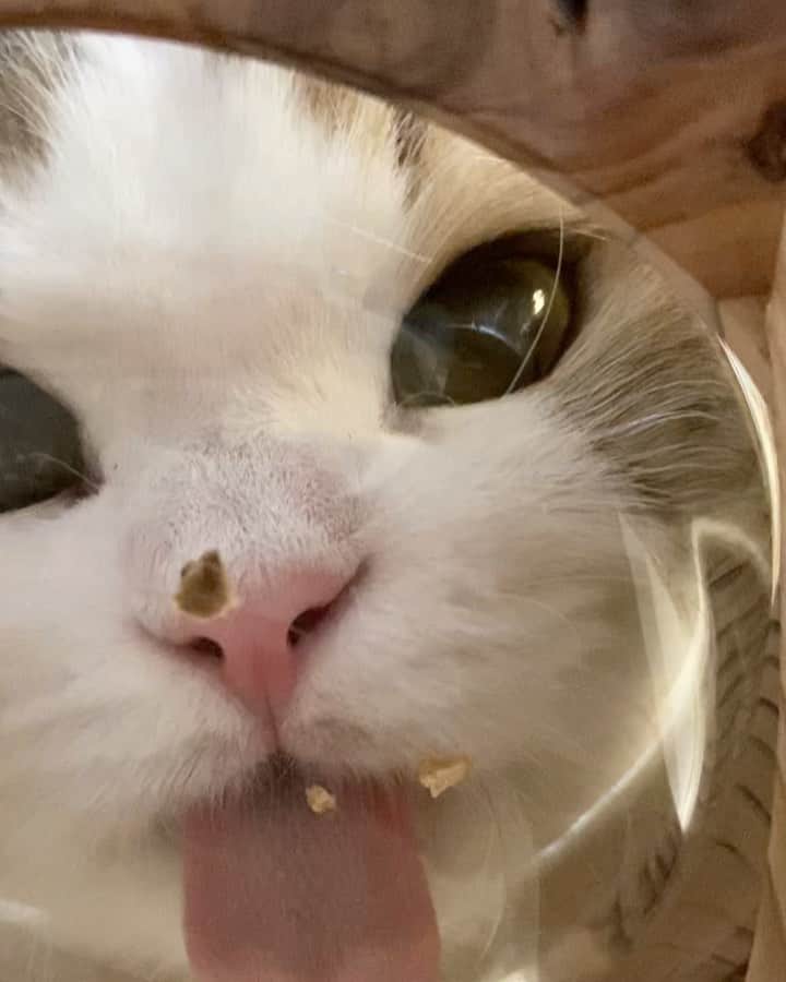 マンチカンのココ王子のインスタグラム：「まる見え😆  ①モカ　外側のカメラでクッキリ！  ②メル　②からはインカメで画質が落ちるからか角度でガラスが反射するからかぼんやりするけど、インカメだと外側カメラとは少し違う角度で撮影ができる😌  ③メル　メルは食べこぼしするタイプで、ウェットフードもやっぱりすくうのが上手でなくて、舌ですくえなかったところ😂  ④ユナ　食いつき抜群😆  @eruzustand_osaka  #まるみえご飯#フードボウル#次世代フードボウルスタンド#エルズ工房#まる見え」