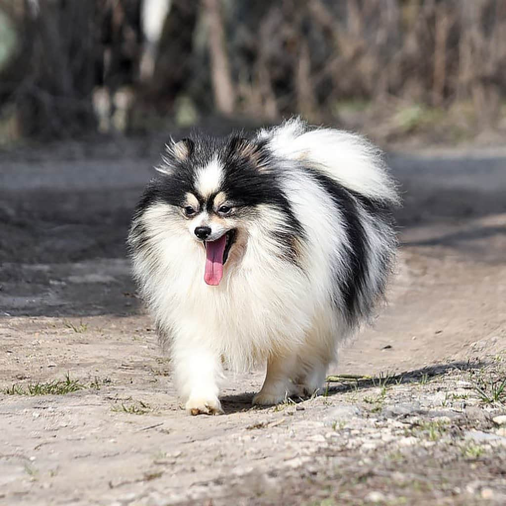 Puppy For Sale.のインスタグラム