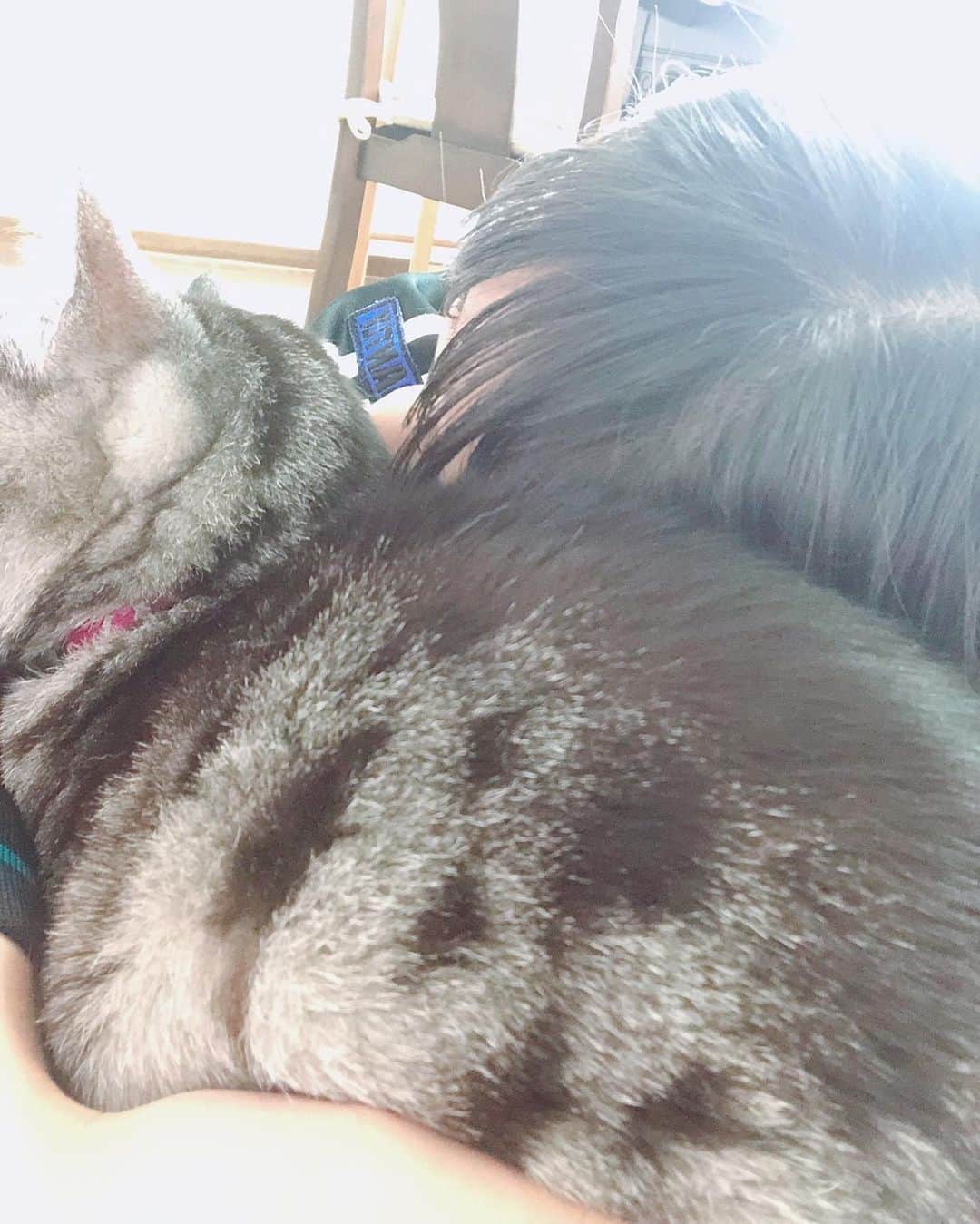 藤田愛理さんのインスタグラム写真 - (藤田愛理Instagram)「・ だ〜れだ😚💓 #愛猫 #動物の言葉が分かるようになればいいのに」3月31日 19時35分 - airi_crownpop