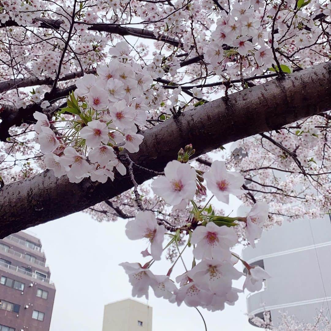 中条あやみさんのインスタグラム写真 - (中条あやみInstagram)「仕事帰りに桜を見つけ　中々ゆっくり見れないから写真で楽しんで欲しくて🌸　最近撮影したCanCamの写真も♪ みんなも体調には本当に気をつけてね。」3月31日 19時41分 - nakajo_ayami