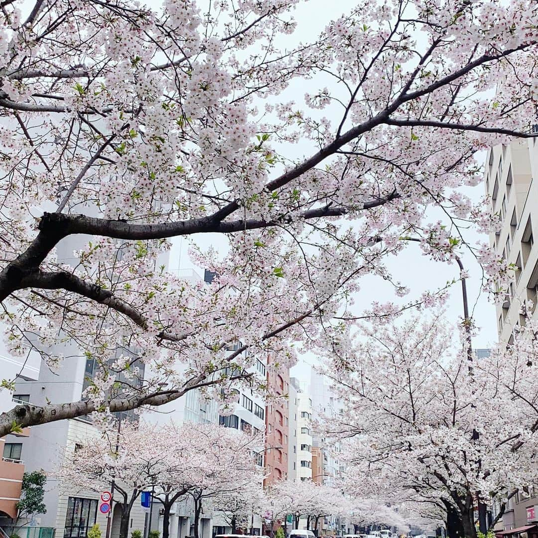 中条あやみさんのインスタグラム写真 - (中条あやみInstagram)「仕事帰りに桜を見つけ　中々ゆっくり見れないから写真で楽しんで欲しくて🌸　最近撮影したCanCamの写真も♪ みんなも体調には本当に気をつけてね。」3月31日 19時41分 - nakajo_ayami