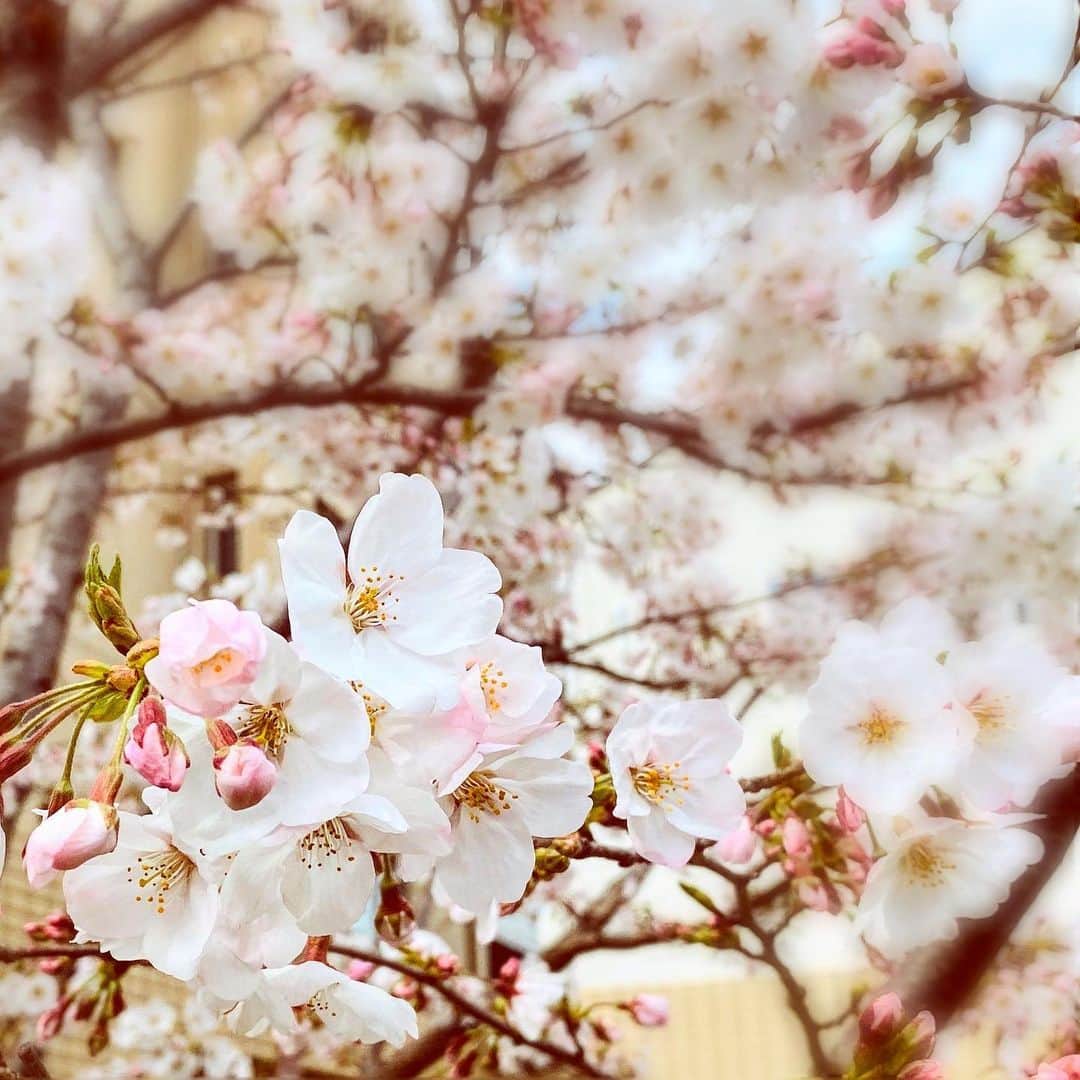 meiのインスタグラム：「今日で3月もおしまい。 明日から新学期始まる方、新社会人になる方、新生活始まる方もいるもんね。 おめでとうございます。 きっと何も変わらない方もいるかもしれないけど、明日から4月だから目標でもノートに書こっと。  やっぱりこの時期になったら桜の写真は撮りたいな🌸 #桜 #3月ラスト #写真 #芽が出て膨らんで花が咲いてじゃんけんぽん」