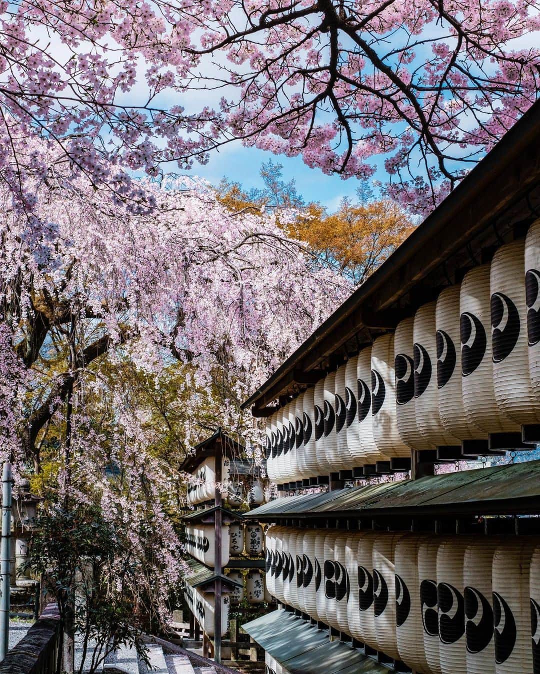 京都いいとこフォトのインスタグラム：「. ずらりと並ぶ神紋左二つ巴と、 覆いかぶさるように咲く大石桜。 . With lanterns lined up in a row, Oishi cherry tree which blooms so as to cover it. . Date : 2020.3.29 Location : #大石神社​ #oishishrine Photo : @kohei713 .​ 外出自粛の中、少しでも京都の春をお届けし、少しでも気持ちが穏やかになっていただけたらなと思います。 . A little spring photo of Kyoto, I hope that you can relax your heart a little. ​.」