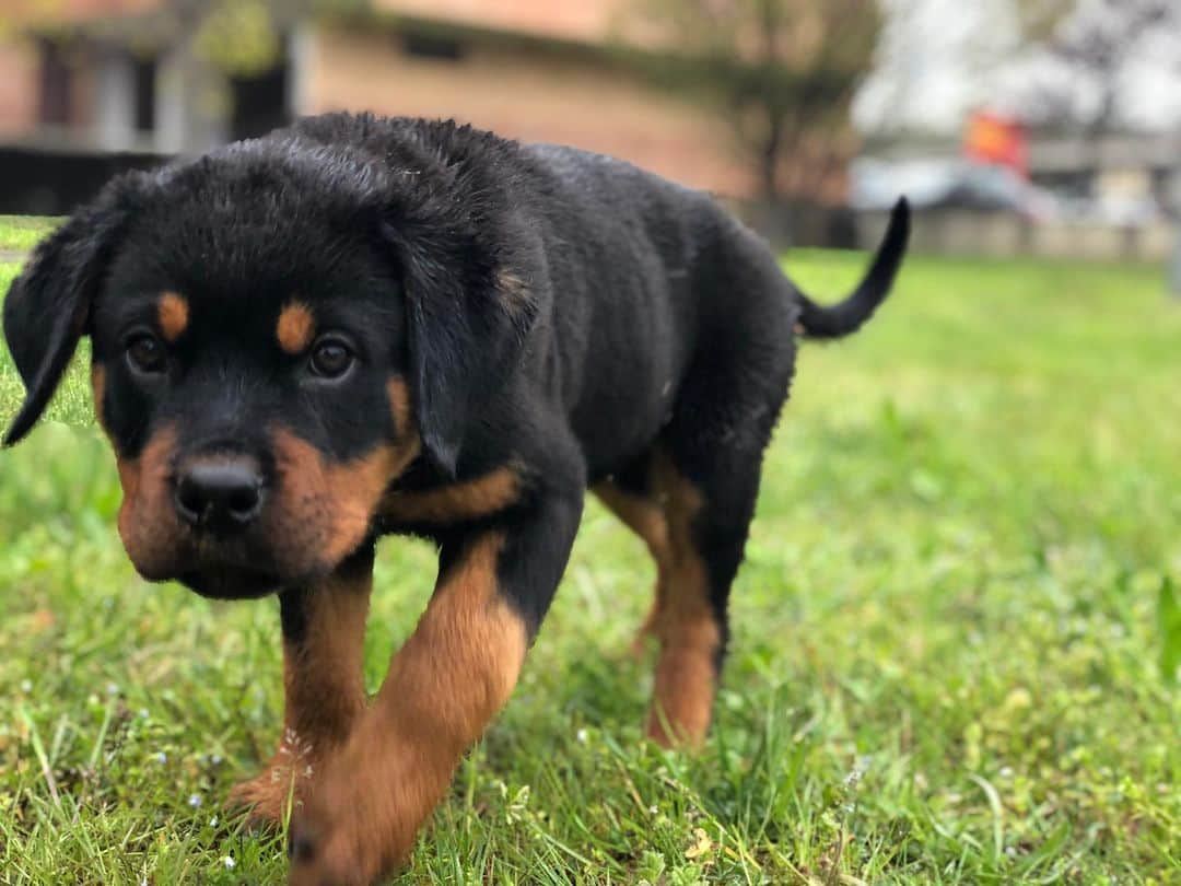 ヴァレンティナ・アリゲッティのインスタグラム：「Adesso siamo al completo... (o almeno, questa è l’idea🤷🏼‍♀️😅) #meetplatone #rottweiler #therainbowflock #solofigaccioni」