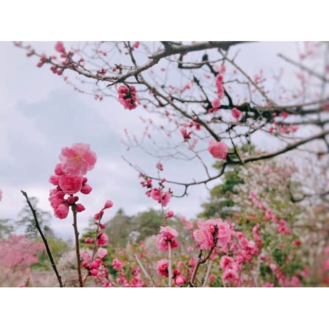 山岸愛梨さんのインスタグラム写真 - (山岸愛梨Instagram)「以前撮影した写真( ˘ω˘)🌸🌸🌸鮮やかなピンクに元気をもらえる🐰🌷🍓 #梅　#お花見した気分」3月31日 20時39分 - airi_yamagishi