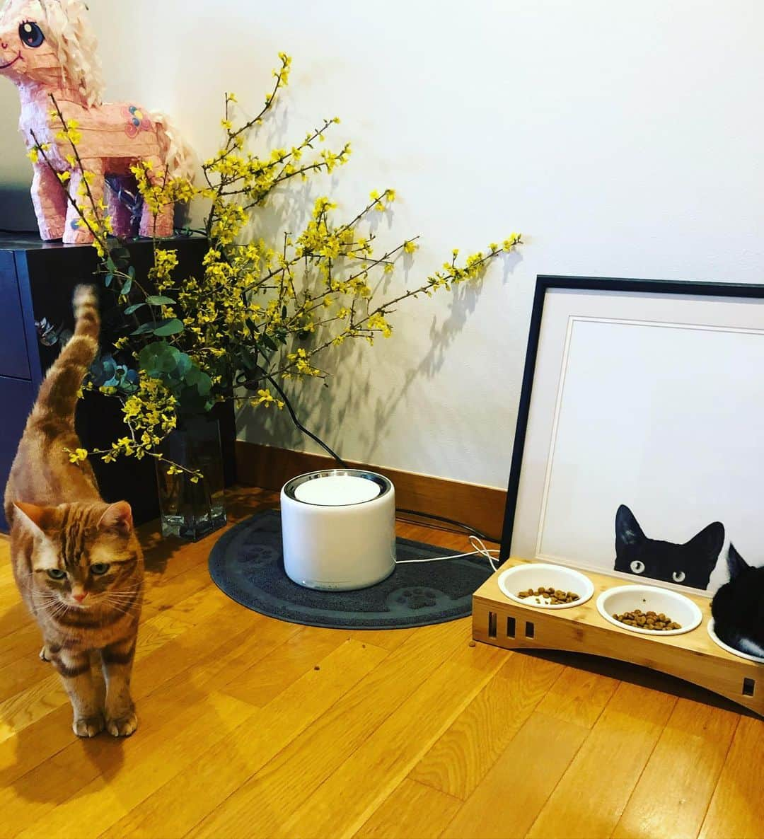 依布サラサさんのインスタグラム写真 - (依布サラサInstagram)「おうち時間 枝物タイム🌿 お花くると、猫もウキウキな気がするよ🌸 #レンギョウ　#ユーカリ　#ねこごはんスポット　#謎の　#ユニコーン　#ピニャータ　#おうち時間　#枝物　#枝物のある暮らし #花　#花のある暮らし　#猫　#cats #catstagram」3月31日 21時04分 - sarasaifu