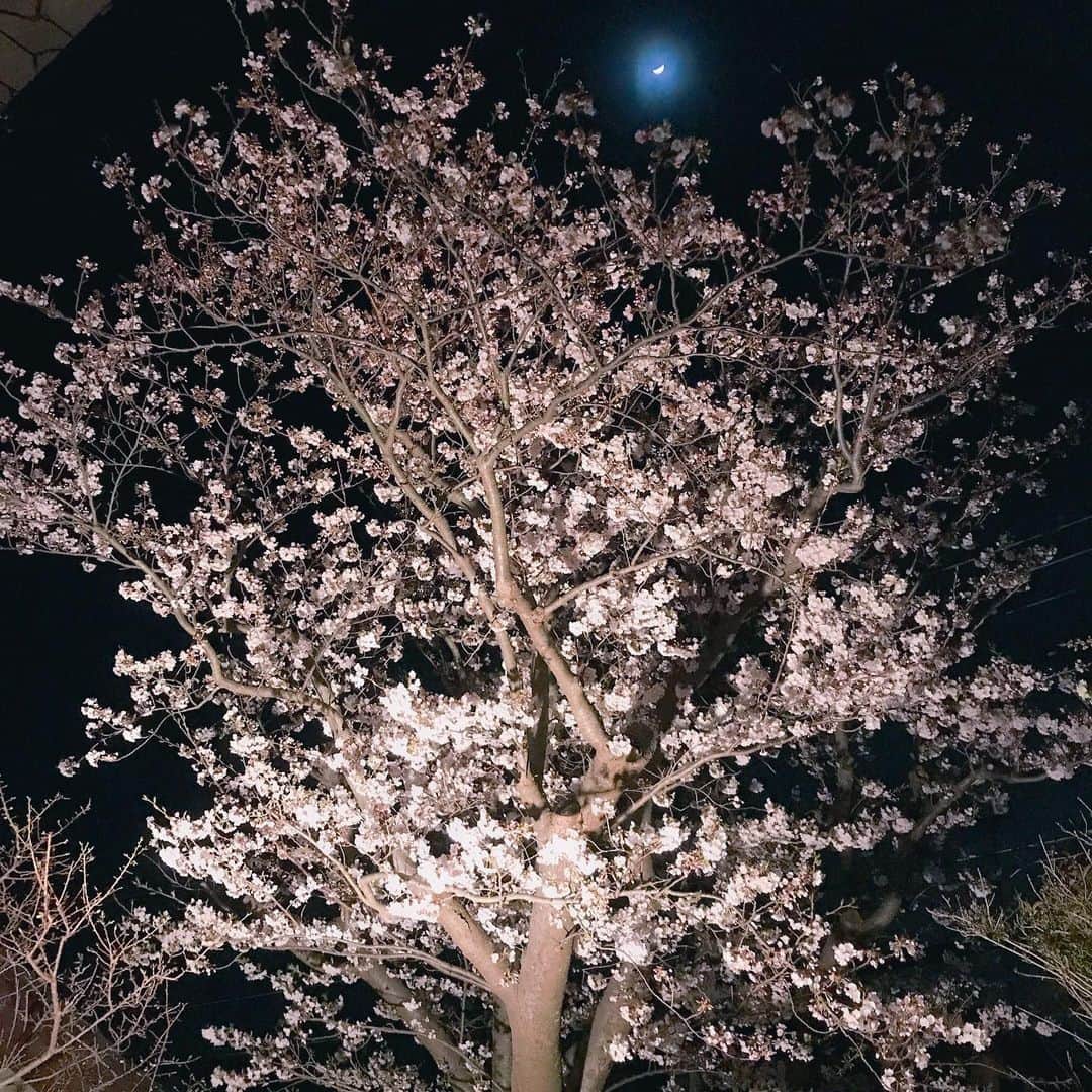 益子直美さんのインスタグラム写真 - (益子直美Instagram)「我が家で夜桜花見🌸  明日から天気崩れるからと、主人がライトアップしてくれた！  今年もキレイに咲いてくれてありがとう。  #夜桜  #夜桜ライトアップ  #桜  #冷える前に撤収」3月31日 21時19分 - naomi.masuko