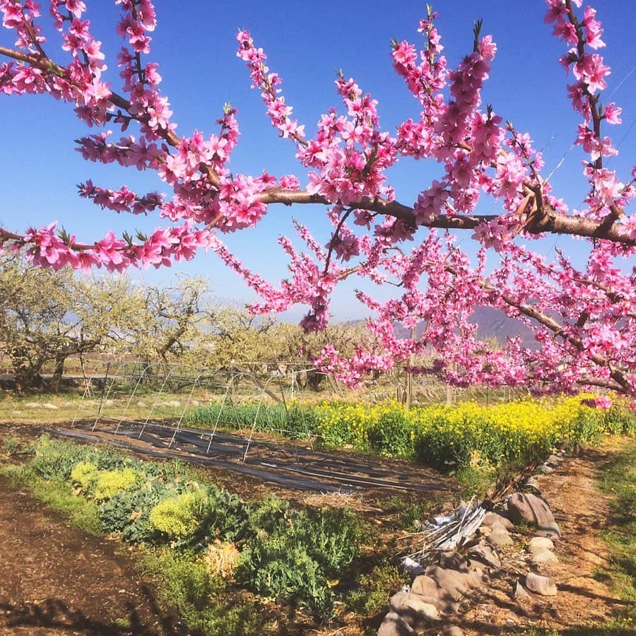 岩間恵のインスタグラム：「去年の写真ですが。  この時期山梨は桃の花が咲いて、上から見下ろすとピンクの絨毯のようでとても綺麗なんですよね。(桃源郷というワードでぜひ検索してみてください)  本当は桃の花を撮影しに行こうと思ってたけれど、この状況なので撮影は来年に延期することにしました。  毎日不安になるようなニュースが多いけれど、情報の取捨選択をして、自分ができることを全てやるしかないと思う。。。 そして明日は非常識な嘘が流れませんように。  私は家にこもって今まで撮った動画の編集をしよーっと！」