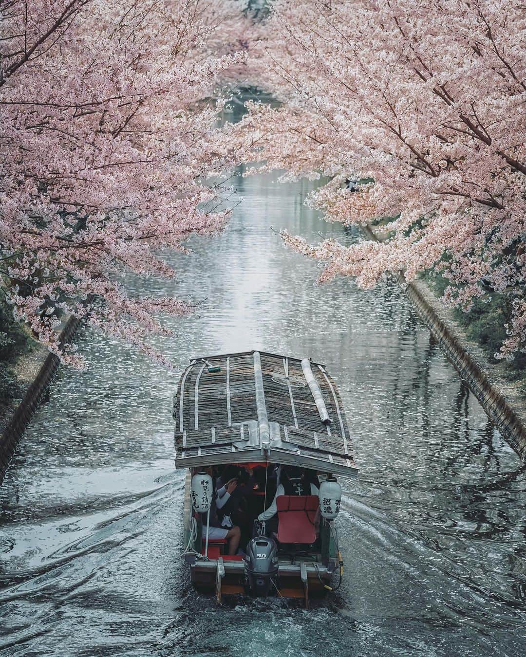 wacameraのインスタグラム：「今年もこんな景色が観れると思っていた。この世のだれもがこんな春になるとは予測していなかっただろう。 「なんで友達と遊べないの？おうちもダメなの？」と、あと数日後に13歳を迎える娘に聞かれた。今何が日本で起きているか、日本だけじゃなく世界で何が起きているのかをわかりやすく説明しながら、この状況が長く続けば私たちの生活も変化するかもしれない、日本はもしかしたら私たちが生きている中で経験したこともないような大変な状況になるかもしれない、と話した。  どんなに自分が悪くなくても不幸なことはやってくるし、我慢しなければならないことがあるのだと。その中で私自身もバブル崩壊もほとんど知らず、リーマンショックも大して打撃を受けなかっただけに、人生で初めて頭をフル回転させている気がした。(受験や就職時以上に…それはそれで問題なのだが)  人間は心が脆くなった時、何かにすがりたくなったり助けを求めたくなる。私のいとこが10代で大親友を事故で失った時、悲しみから抜け出せずオカルト宗教へ入信してしまったのを目の当たりにしたことから、苦しくても自分を保っていたいと思うようになった。 笑っていたい、楽しんでいたい。 故に昨日から、とある場所の集まりに参加することにした。この時世、3蜜は良くないと言われているけれど、それはそれもう密接して濃密な密集した集まり。でもこれで癒されるならお布施も悪くない。 さぁ、みんなもどうぶつの森へあつまりましょう！ヒャッホー！ 今日も草むしりに精が出るわー！」