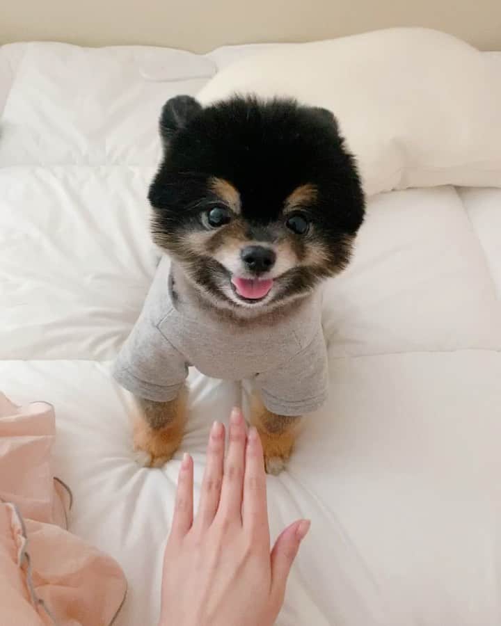 リジ のインスタグラム：「부산에서 오자마자 찍은 내새끼🤪 말하지 않아도 다해요 우리 짜장이👍🏻🤎🖤🤎🖤」