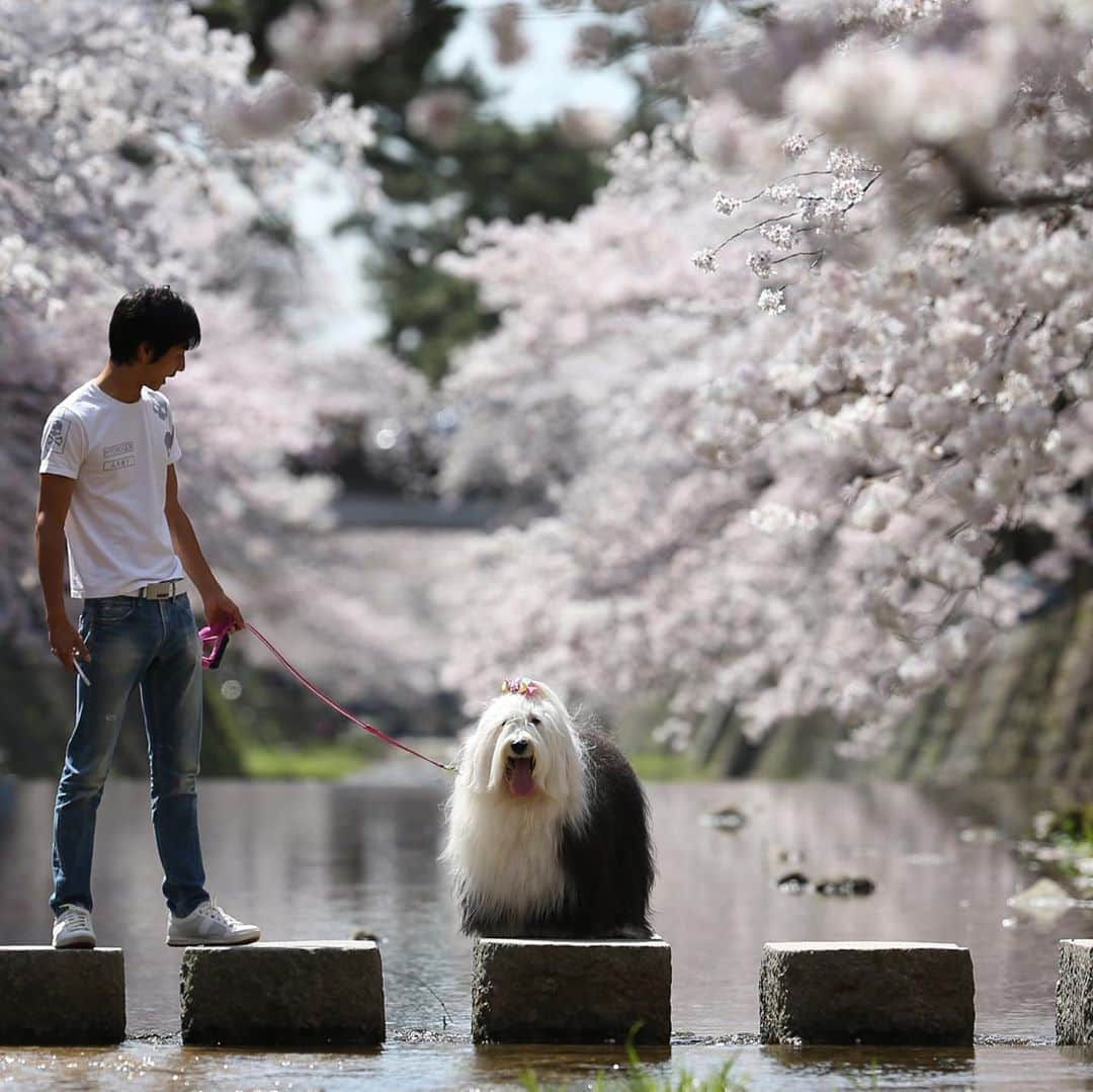 友永真也さんのインスタグラム写真 - (友永真也Instagram)「お花見の季節🌸  今年は自粛の為、桜の花を見る事が出来ないので、6年前に撮ったむーちゃんとの写真をUPします。  この時は僕が27歳でむーちゃんが8歳でした。 当時のむーちゃんの体重は30キロです‼︎ #愛犬  #oes  #オールドイングリッシュシープドッグ  #桜  #お花見  #夙川  #バチェラー  #コロナに負けるな」3月31日 21時54分 - tomonaga_shinya