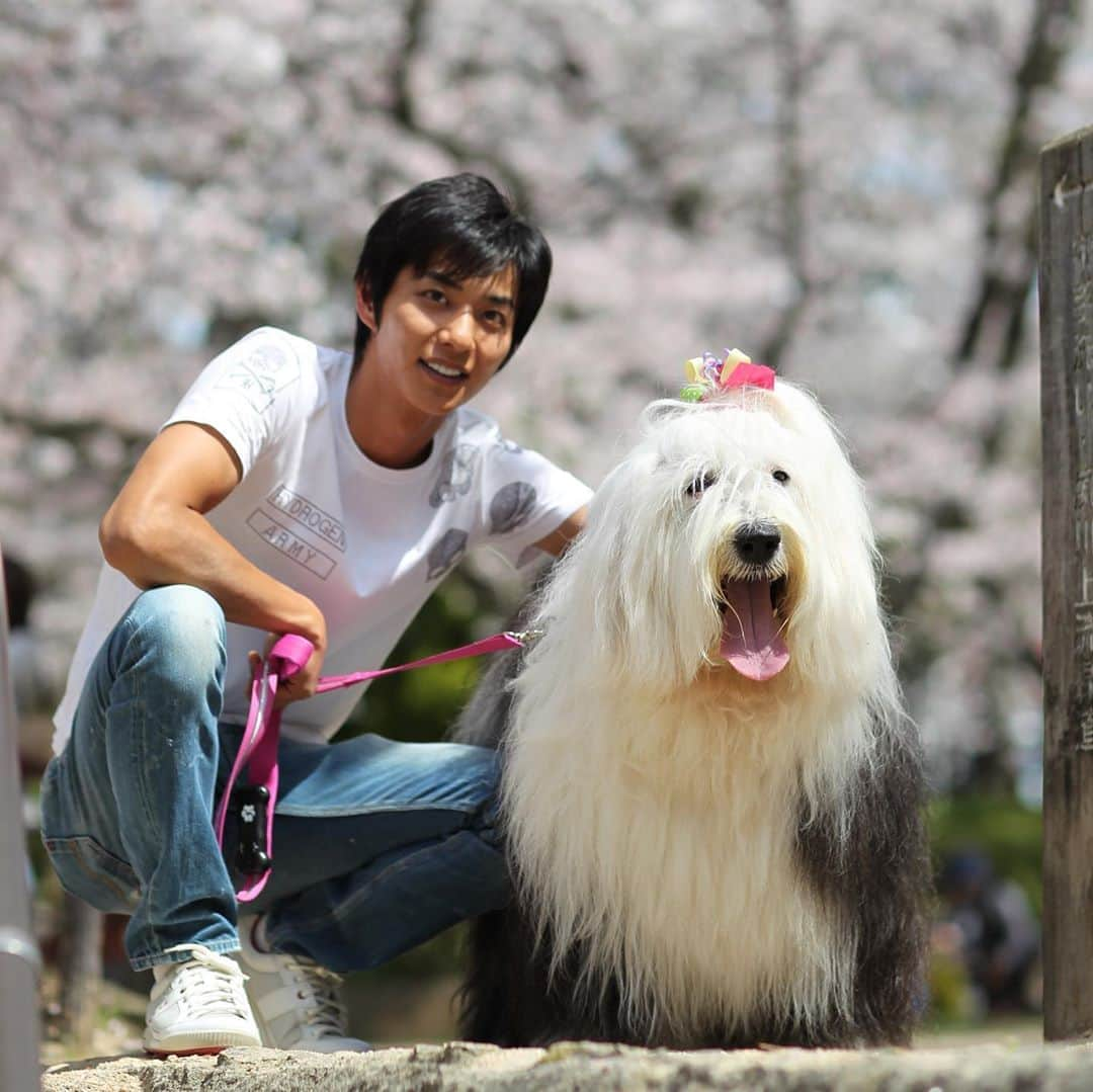 友永真也さんのインスタグラム写真 - (友永真也Instagram)「お花見の季節🌸  今年は自粛の為、桜の花を見る事が出来ないので、6年前に撮ったむーちゃんとの写真をUPします。  この時は僕が27歳でむーちゃんが8歳でした。 当時のむーちゃんの体重は30キロです‼︎ #愛犬  #oes  #オールドイングリッシュシープドッグ  #桜  #お花見  #夙川  #バチェラー  #コロナに負けるな」3月31日 21時54分 - tomonaga_shinya