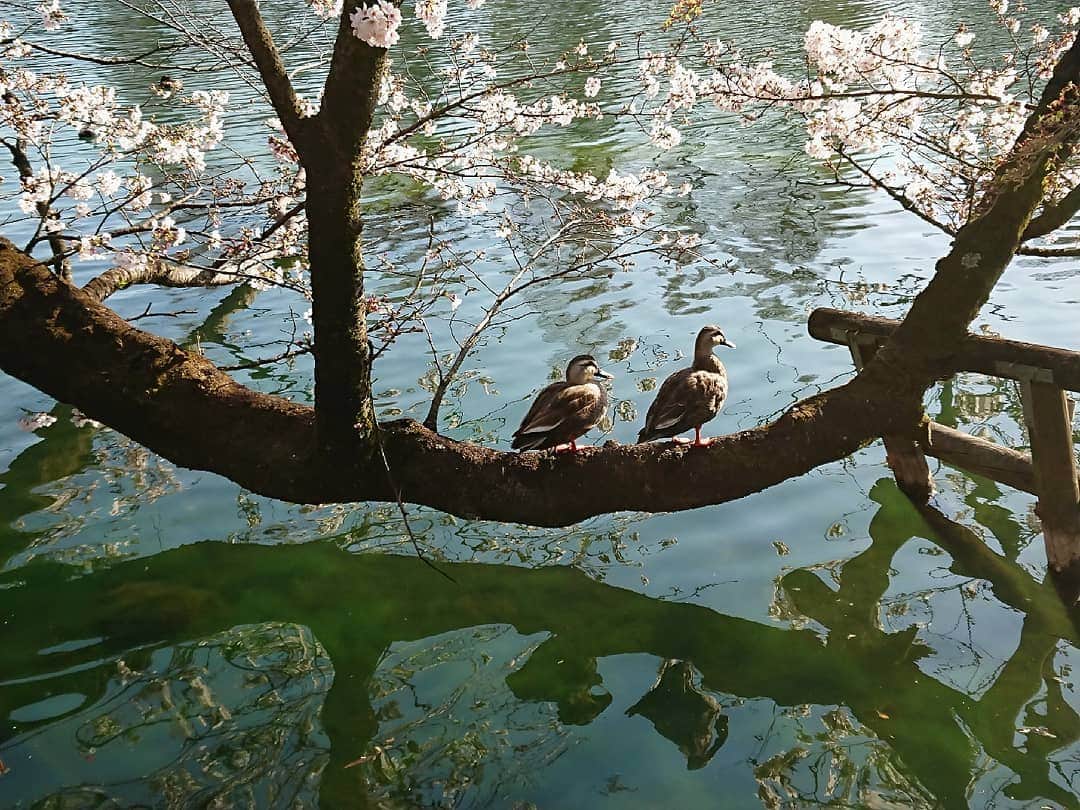 熊本アイさんのインスタグラム写真 - (熊本アイInstagram)「🌸🦆 #井の頭公園 #井の頭恩賜公園 #東京 #tokyo #japan #桜 #cherryblossom #風景写真 #landscape #landscapephotography #春 #spring #鴨 #カモ #duck #ducks」3月31日 22時00分 - eye.1010