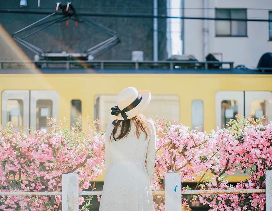mikicoco00のインスタグラム：「* * 写真は昨年の🚃🌸 お天気最高で気持ちよかった日♪ * * また安心して笑って過ごせる日々が 戻りますように.＊・ 十分に気を付けて 乗り越えましょうねっ🤺🥺 * * * * * * #さくら#桜#電車#黄色#可愛い  #綺麗な景色#春#東京#春コーデ #Tokyo#sakura #spring#onepiece  #sony#一眼レフ#オールドレンズ」