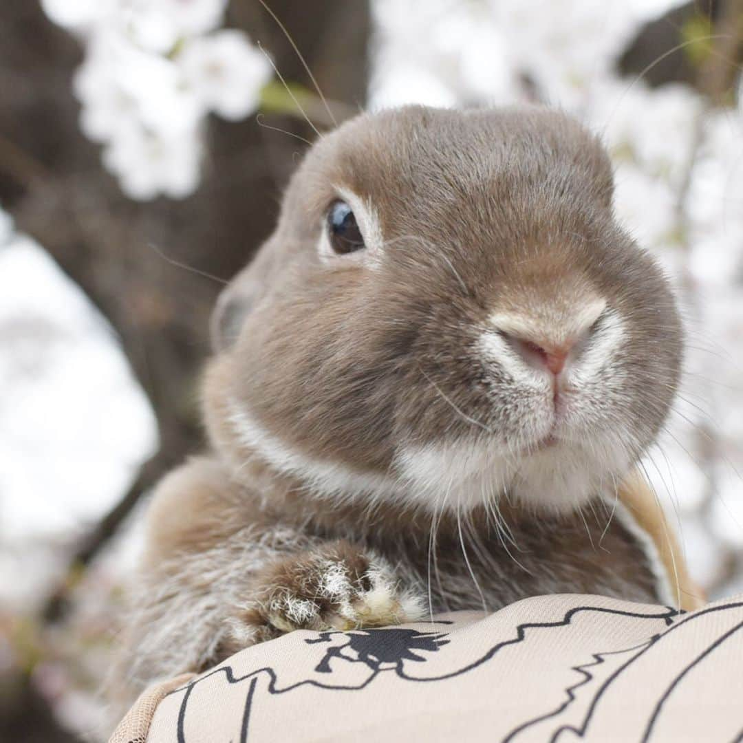 yun.ゆんさんのインスタグラム写真 - (yun.ゆんInstagram)「march.🐻 今日はマーチの6歳のお誕生日🎂 こんな3月になるとは思わなかった2020年のお誕生日の3月。 でもマーチ達の空気はいつもと変わりません。🐻🍋🐶 . . . いつ、何が起こるか分からない世の中だから、当たり前の事に感謝して過ごします。 こんな風に元気にいつまでものんびりと笑って過ごせますように。🐻💞 . . マーチへお祝いのコメントとか、ありがとうございました。😆🌸 . . ♪ ♪ ♪ #投稿がまちまちですみません #お誕生日 #6歳 #ご長寿目指すぞ  #うさぎ#ウサギ#ネザーランドドワーフ#ZIP写真部#レモン#ふわもこ部#マーチ #rabbits#rabbitsofinstagram #rabbitstagram #petstagram #march#instapet#cutepetclub #instarabbit #bunnies #bunnylove #lapin #pecotv #WeeklyFluff #lemon #netherlanddwarf #dailyflufffeature#animalland」3月31日 22時07分 - march.lemon