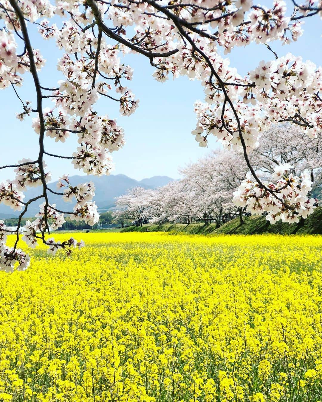Koichiのインスタグラム：「| 心に花を . . #Hellofrom #Nara . #ShotOniPhone Attachment lens by @tokyo_grapher #TG_Tele #ShotOn_TG .」