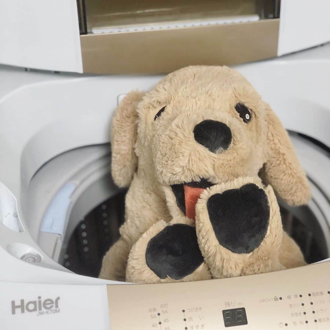 大原優乃さんのインスタグラム写真 - (大原優乃Instagram)「愛犬をお風呂に入れてあげました🐶 私のおうち時間。好きな柔軟剤の匂いで心も和みます☺︎ 皆さんもどうかご自愛ください。#Haierさんの洗濯機」3月31日 22時20分 - yuno_ohara