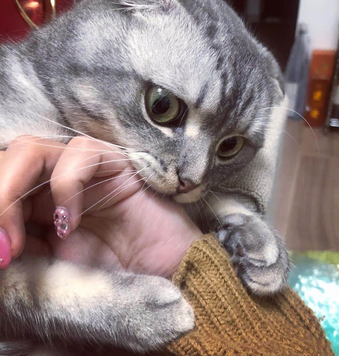 R!Nのインスタグラム：「君がいるから頑張れる。  #むぎ #愛猫 #cat #猫のいる暮らし」