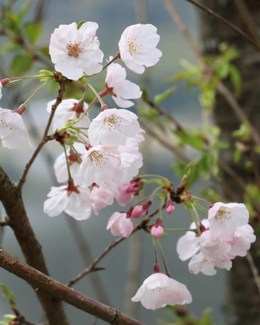komugiさんのインスタグラム写真 - (komugiInstagram)「2020.3.31 . 庭の桜の花芽が少しずつ開き始めました。 3年目で初めて数十個の蕾を見ています。 . 家時間を愉しみながらも 先週末は夫と外でお弁当にしました。 先々週のお客さまに頂戴したお土産、 金柑はちみつジャムや フリーズドライ金柑で、 金柑ジャム入りのケーキや クルミ入りの金柑スコーンを焼き、 レアチーズケーキも金柑はちみつで頂きました。 もうすぐ金柑はストア店頭から消えますが、 このような加工品で年中愉しめるのは ありがたいことです。 サクッと種ごと頂けるきんかんハーフは 丸ごと口に運ぶのが勿体なくて 小さくカットしケーキにも飾りました。 . この頃の重たい空気を入れ替えるように 時間があると模様替えにも勤しみます。 野で摘んだ花を足すだけでも 随分モチベーションは変わります。 キッチンの手元隠しに飾った枝物はクロモジ。 暮らしぶりも変化を繰り返しながら 少しずつ我が家に馴染んでいきます。 . #手作りおやつ #桜 #フリーズドライ #南さつま市 #きんかんハーフ #金柑ケーキ #金柑はちみつジャム #レアチーズケーキ #お弁当 #インテリア」3月31日 22時31分 - komugi3955