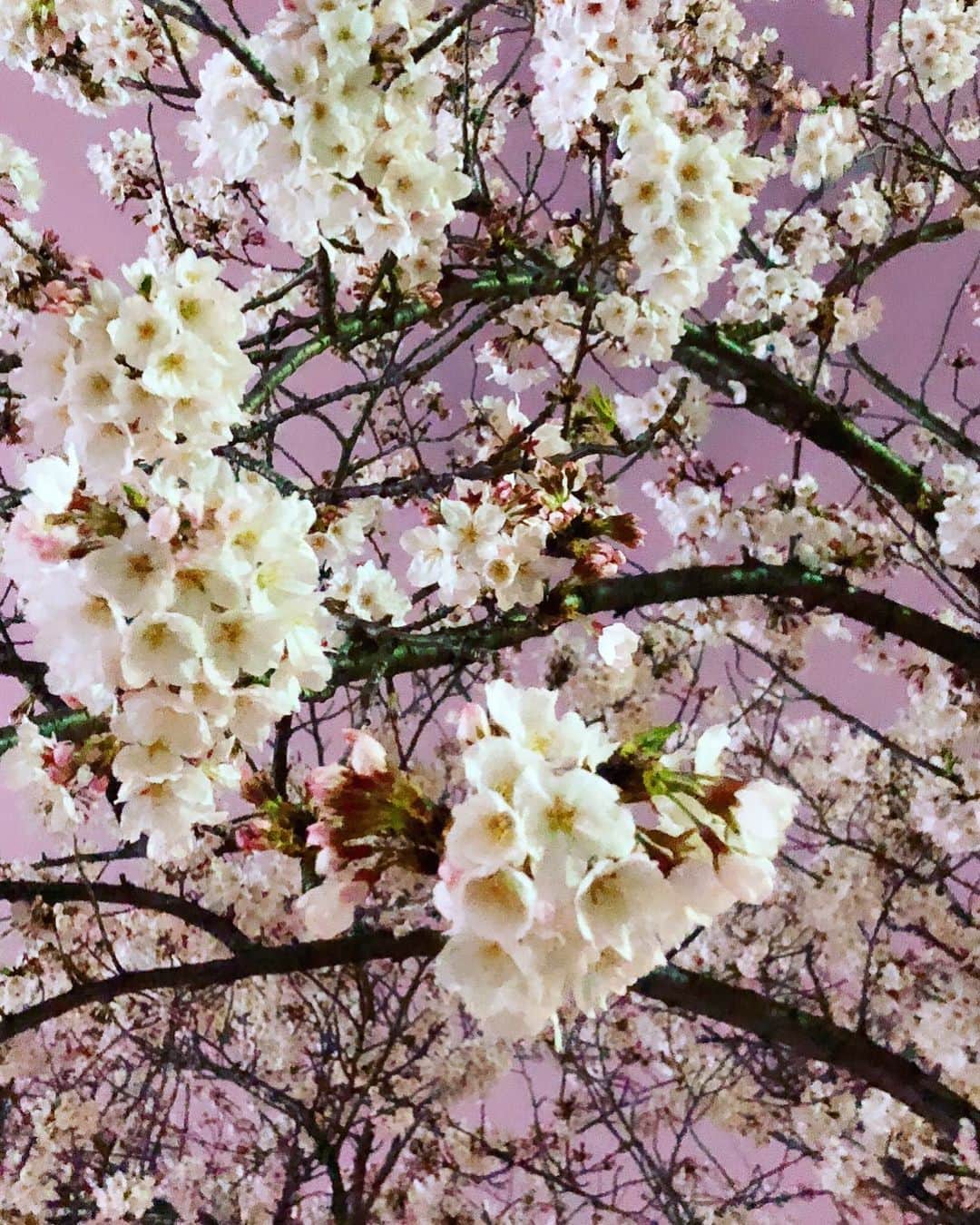 YUUKIさんのインスタグラム写真 - (YUUKIInstagram)「おぉっ♡ 雪に耐えた桜、発見。  空をピンクに染める色が綺麗で ハッと心奪われたスーパー帰り♡  #spring #cherryblossom #flowers #photography #photooftheday #pink #instagood #instapic #night #amazing #桜 #春 #見上げる空 #深呼吸 #耐える力  #人間力と心のあり方が大切」3月31日 22時37分 - yuuki_._official