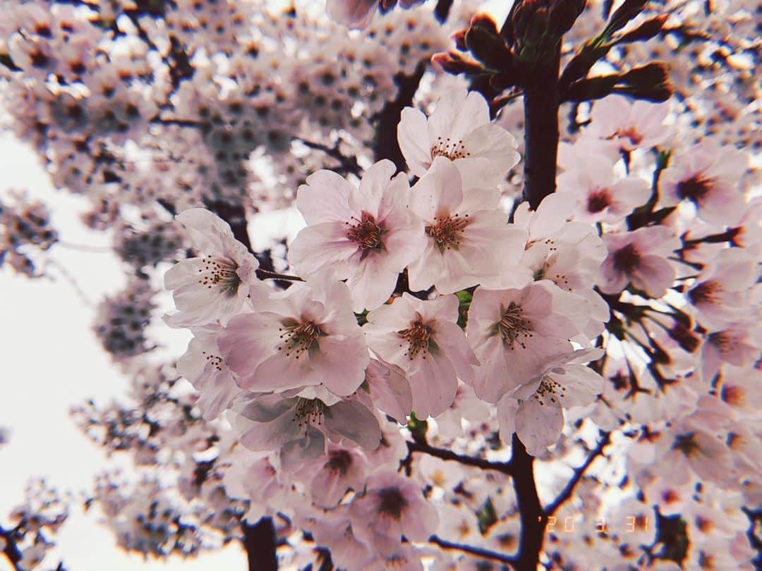 美咲かんなのインスタグラム：「． お花見はできないけれど。犬の散歩で見かける桜は、それはそれは勿体無いほどに綺麗なのです ． #桜 #花が好き #薄紅色」