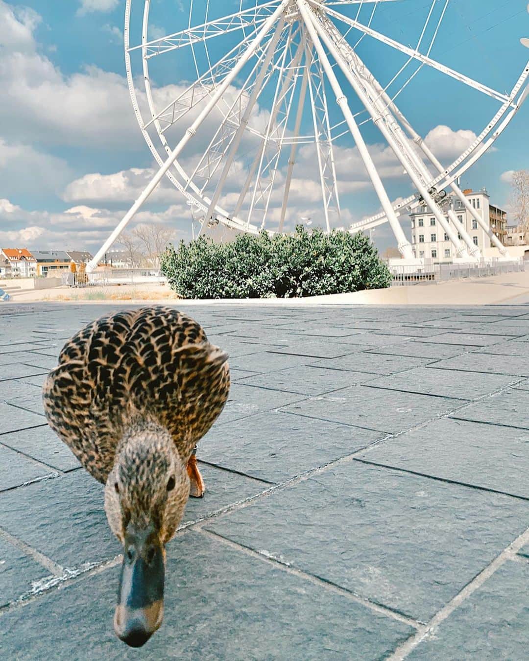 ズザンナ・ヤカボスのインスタグラム：「🦆」