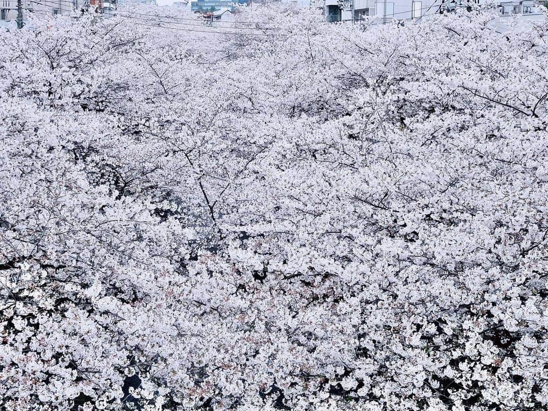 上野瞳さんのインスタグラム写真 - (上野瞳Instagram)「仕事終わりに目に飛び込んだ最高の眺め🌸﻿ こんなときも 今年も 日本の桜は裏腹に美しい。﻿ ﻿ ﻿ ﻿ この景色を最後まで日本のみんなに大切な事を﻿ 教えて下さった志村けんさんに贈りたい。﻿ ﻿ 感染の不安がありながらも医療現場で働き続けて﻿ 下さっている世界中の皆さんに贈りたい。﻿ 出かけられない人達に休まず物資を届けて﻿ 下さっている配達員の皆さんに贈りたい。﻿ コンビニや食品、日用品を扱うスーパーなど﻿ 休まずに営業を続けて下さっている﻿ 生活を助けるお店で働く皆さんに贈りたい。﻿ ﻿ そして、今少し疲れてしまっている人に、﻿ 不安な気持ちになっているあなたに、贈りたい。﻿ こんなときこそ思いやりの心と﻿ 感謝の気持ちを忘れずに🌸﻿ ﻿ ﻿ ﻿ 私も気が滅入っていたけどこれを見たら﻿ 少し元気が出たのでお裾分けです🌸﻿ お仕事以外は直行直帰。お家に引き込もりです。 私は喘息もあるので自分の身は自分で守らねば◎  みんなもお家で楽しく過ごしましょ( ◠‿◠ ) 今まで観られなかったドラマや映画一気見するチャンス✌︎ 私のオススメはMarvelのエージェントオブシールド、 DCのフラッシュ、ストレンジャーシングス🦸‍♂️ なかなかお家にいられなかった人はお部屋改造 模様替え、断捨離、DIYなども良いかもね🛏 私はジグソーパズルとサンプル作りがしたい気分🤔 とりあえずはドリフとバカ殿様観るかな← ﻿ ﻿ 4月は少しでも明るい未来になりますように🌸 ﻿ #桜 #桜並木 #桜景色 #桜吹雪﻿ #桜満開 #桜🌸 #🌸 #日本の絶景 #日本の景色 #日本旅行 #日本の風景 #日本の文化 #日本の美 #日本の美しい風景 #日本の歴史 #日本の春 #日本の花 #日本の心 #東京観光 #東京旅行 #japaneseculture #japantravel #japan_daytime_view #japan_photo #cherryblossom #cherryblossomsafterwinter #cherryblossoms #cherryblossomseason #cherryblossoms🌸 🌸🌸🌸🌸 #志村けん さんありがとう🌸🌸🌸🌸」3月31日 23時07分 - hitomi.8
