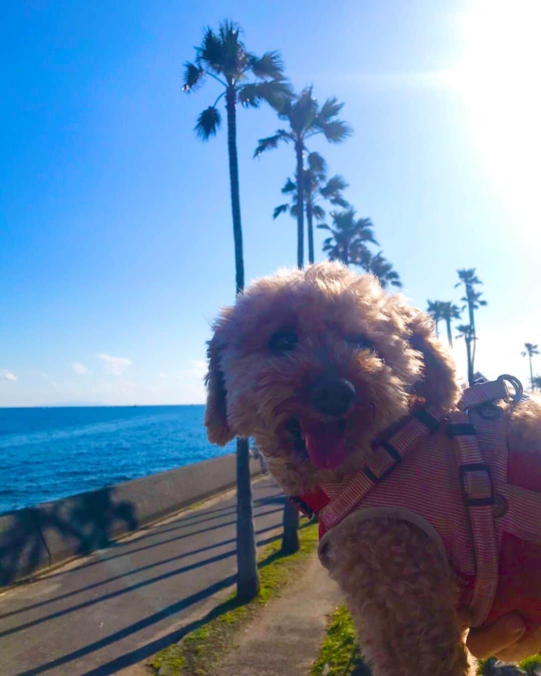 マイケル富岡のインスタグラム：「いつも 癒しを…チカラを…ありがとう♡海 散歩 モコ #愛犬 #愛犬家 #海 #癒し #love #mybaby #nature #ocean #beach #malibuhotel #maribufarm #ronherman #surfing #marina #resort #actorslife #actor #shooting #マイケル富岡 #タレント #俳優 #撮影 #idcmarjun #generalamericanhome #staysafe #positivevibes #過去ピク」