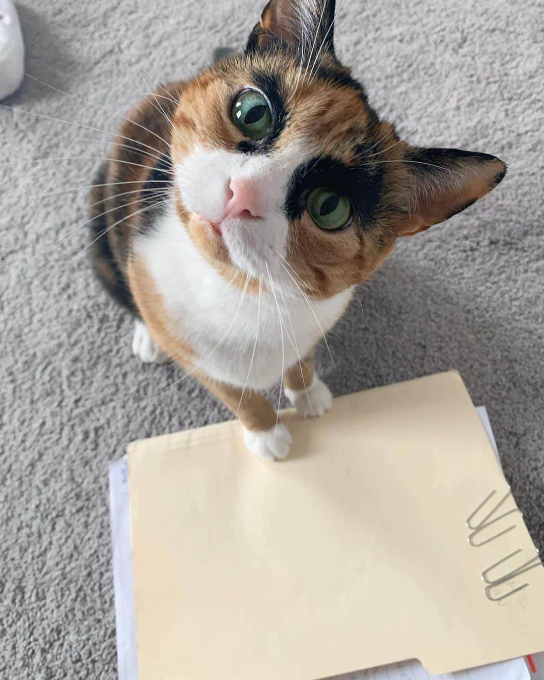 リリーのインスタグラム：「You’re working instead of playing with me?🥺」