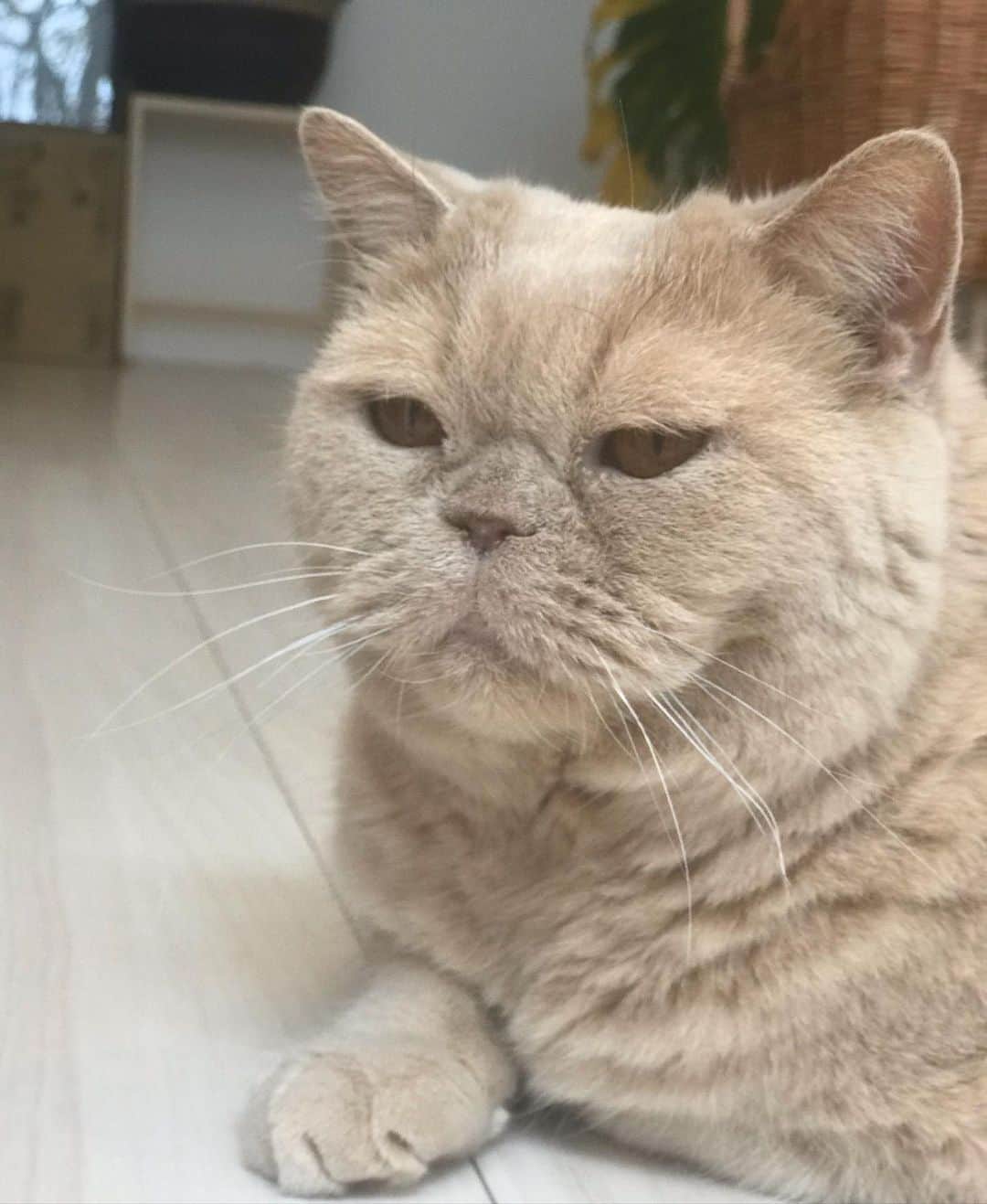 濱中鮎子のインスタグラム：「すき  #癒し  #cat #ネコ #小心者の親分 #チャイ坊 #チャイ #chai #britishshorthair #ブリティッシュショートヘア #クラッシュフェイス #ぶチャイく #愛の交歓」