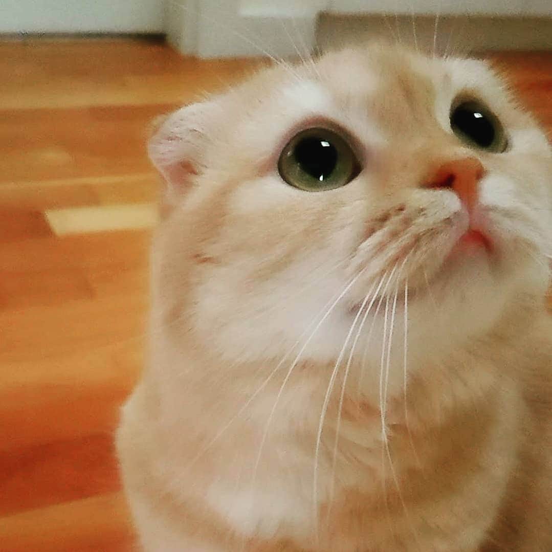猫山田 Ａ. きなこさんのインスタグラム写真 - (猫山田 Ａ. きなこInstagram)「🐾 我が家に天使がやって来たと 本気で思った日 🐾 Happy 4th Adoptaversary KINAKO! 🐾 #ママしゃんです 今日が正真正銘の #うちの子記念日 １枚目はずっと昔にＵＰした写真 本気で天使だと思った きなこ写真神セブンの一枚です ２・３は最近 ますますおしゃべり＆甘えん坊になって 愛おしさの雨あられ あーーー鼻血出そうなので 誰かティッシューーー🥰 🐾 #にゃんすたぐらむ #ねこ部 #ねこすたぐらむ #にゃんだふるらいふ #ピクネコ #picneko #みんねこ #ペコねこ部 #ねこのいる生活 #catsofinstagram #catstagram #catlover #ilovemycat #catloversclub #catsofworld #catsofday #meowed #bestmeow #pleasantcats #pecotv #club_of_cats」3月31日 23時33分 - 20160121kinako