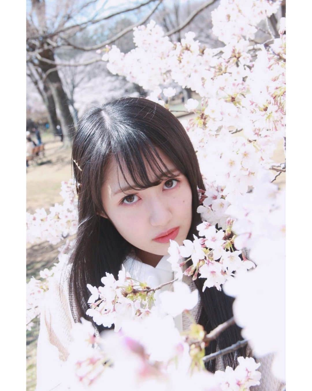 長尾しおりさんのインスタグラム写真 - (長尾しおりInstagram)「🌸5️⃣ ・ ・ #桜 #代々木公園 #sakura #ポートレート #merryjenny #作品撮り」3月31日 23時35分 - shiori_nagao