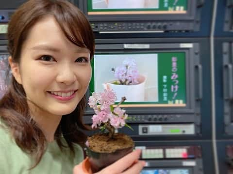 下村彩里さんのインスタグラム写真 - (下村彩里Instagram)「29日サンデーステーションを卒業し、 今週からは報道ステーション月〜木曜日に加え、金曜日の気象情報もお伝えしていきます。 ✴︎ 実はサンデーステーションの最後の日、ちょうど我が家で育てていた小さな桜の植木が満開に❣️番組で少しだけ紹介もしました🌸 ✴︎ 今年はお花見を自粛しますが、こうしたお家でもできる"小さな楽しみ"を見つけて、乗り越えていきたいです。  #サンデーステーション #感謝 #報道ステーション #毎日頑張ります  #お家でお花見 #小さな楽しみを大切に  #桜  #下村彩里  #新人アナウンサー #今日で終わり #明日から2年目  #我が家の犬🐶も今度ご紹介していきますね」3月31日 23時54分 - sairi.shimomura_ex