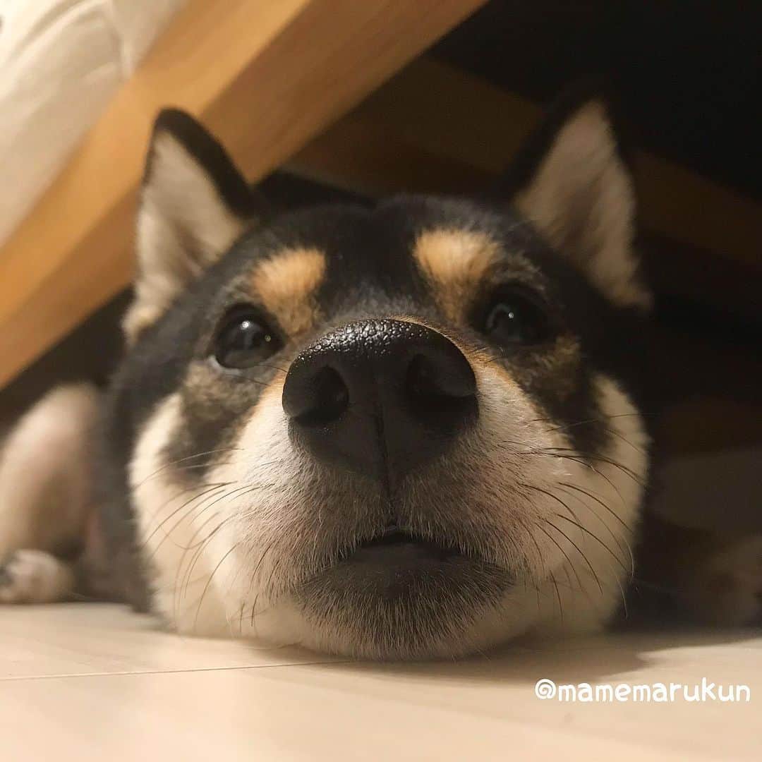 まめ丸のインスタグラム：「* * 今日はここでおやすみなさーい🐶💓 #まめ丸ツムツム シリーズ * boop the snoot🐶💓 * #うしろにチラッと見えるあしがポイント #ソファの下のまめ丸  #おはなツヤツヤ * #柴犬#豆柴#柴#黒柴#犬#しばいぬ#ふわもこ部#shiba#shibainu#shibastagram#shibadog#puppylove#puppy#instadog#dogstagram#dog#pet#petstagram#adorable#cute#cutedog#worldofcutepets#dailyfluff#weeklyfluff」