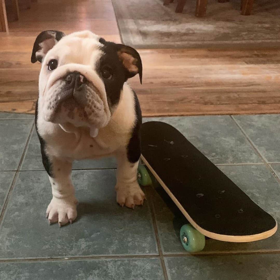 Bodhi & Butters & Bubbahのインスタグラム：「Does #lockdown mean we can finally #skateboard in the house? 🤔 . . . . . #naughty #bulldog #puppy #i #want #to #go #outside #miss #nature #dogsofinstagram #cute #smile #blessed #positivevibes #bestoftheday 💗 @archie_chunck_bulldog」
