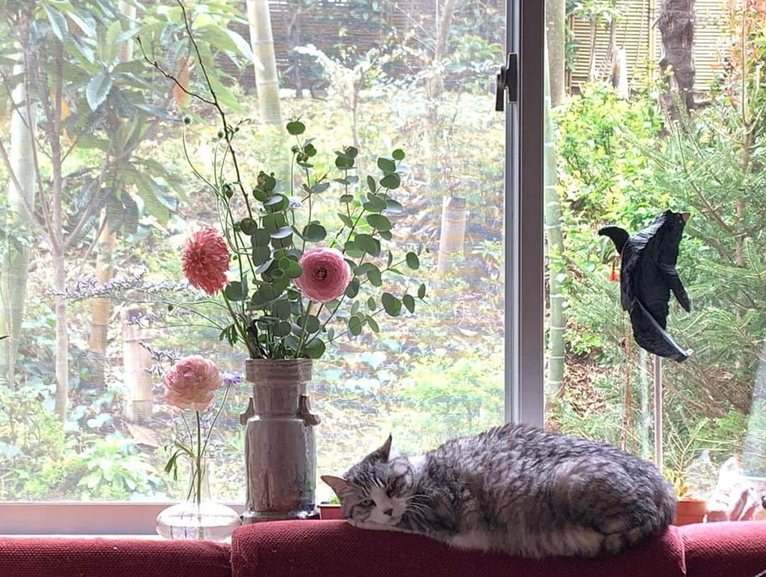 坂本美雨さんのインスタグラム写真 - (坂本美雨Instagram)「#StayHomeWithFlowers #StayHomeWithCats #StayHome #サバ美」4月1日 0時35分 - miu_sakamoto