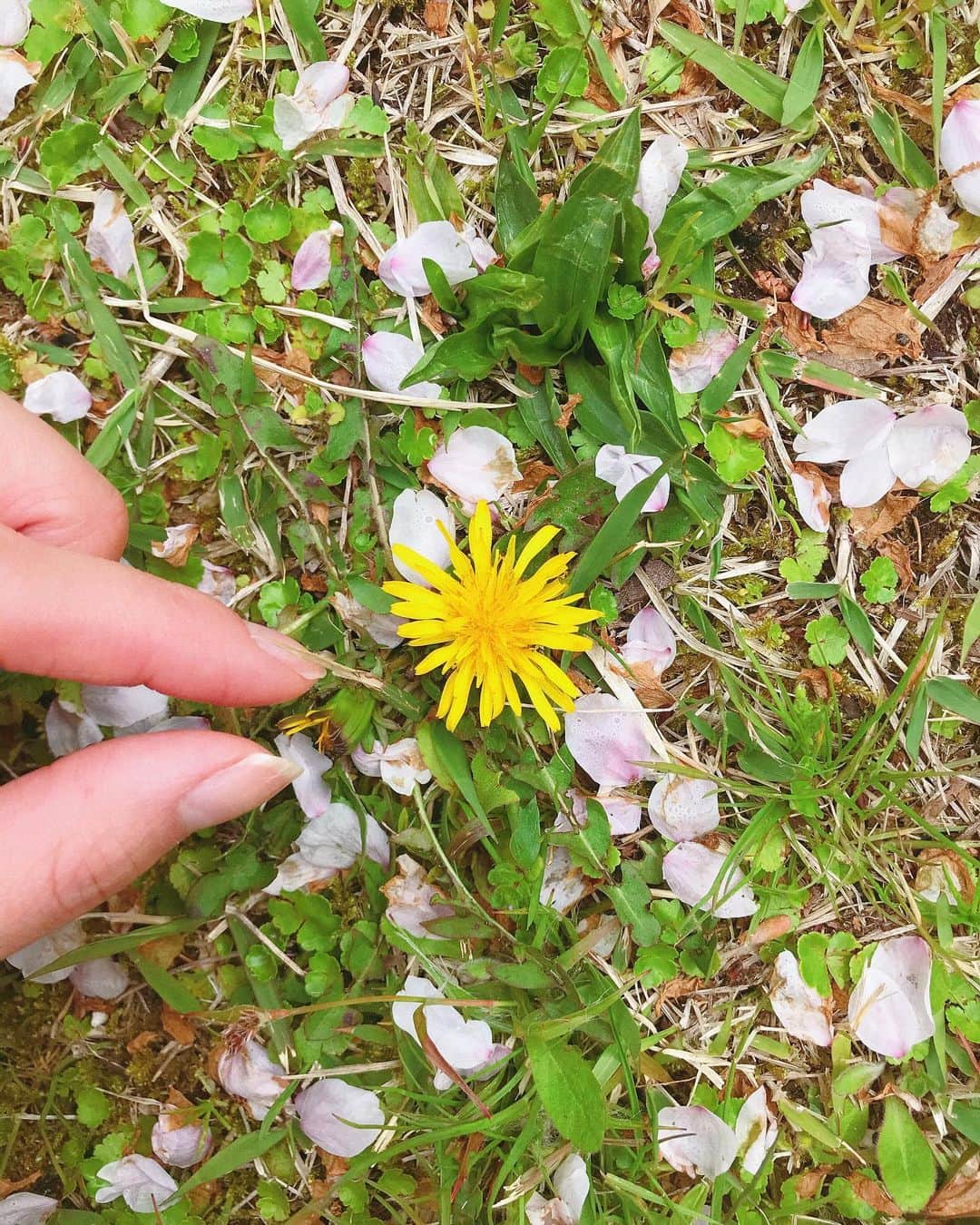 のインスタグラム：「なんて可愛らしいんだ！！ 窮屈な中でも癒しはそこら辺に転がっておる🤗💛 . #たんぽぽ」