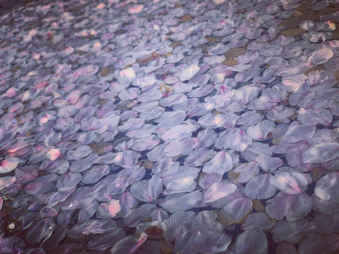 澤田友美さんのインスタグラム写真 - (澤田友美Instagram)「. 🌸🌸🌸 . . #cherryblossom #petal_perfection  #sakura」4月15日 19時02分 - tomomi__sawada