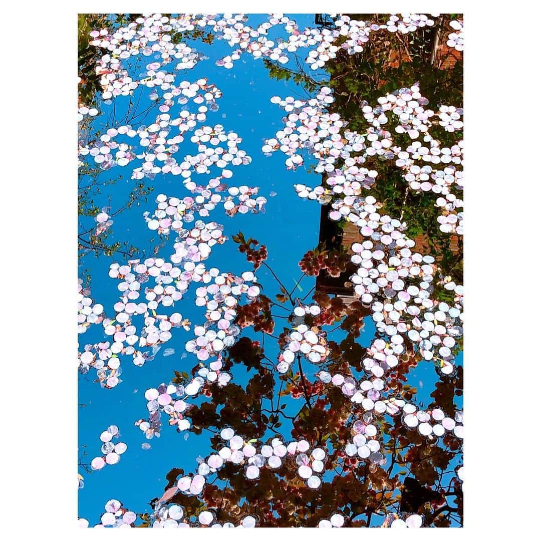 理絵さんのインスタグラム写真 - (理絵Instagram)「水面に浮かぶ八重桜の花びら  #sakura #桜 #八重桜 #ciliegio #cherryblossom #벚꽃 #花びら #花弁 #petal #petals #꽃잎 #水面 #flowers #flower #fiore #꽃 #花 #tokyo #japan」4月15日 19時17分 - ____rie____